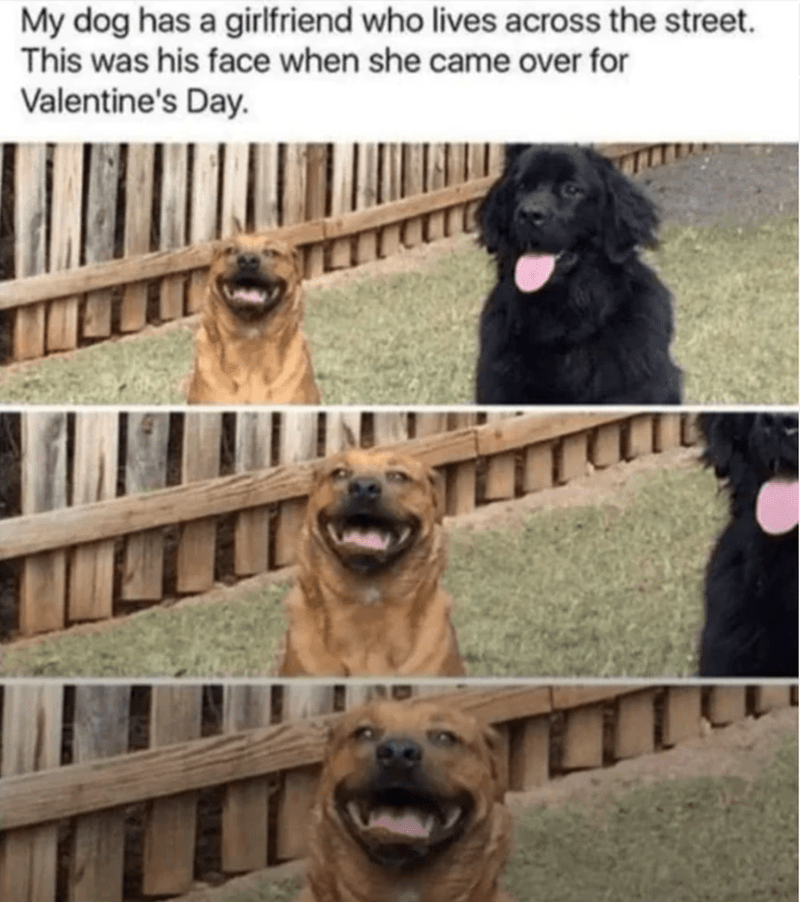 Funny dog Valentines Day reaction: happy Golden Retriever excited to see his girlfriend across the yard.