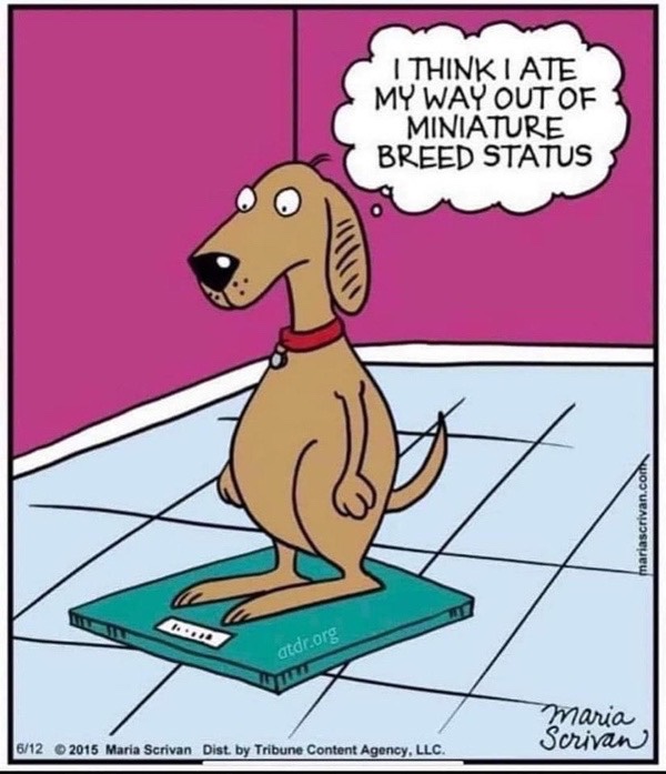 Humorous cartoon dog on scale with speech bubble about overeating and gaining weight.