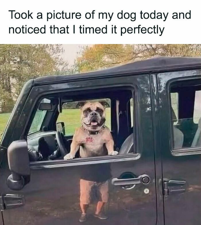 Cute bulldog enjoying outdoor adventure from car window on sunny day.