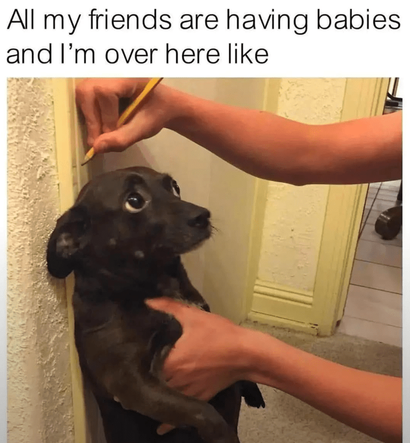 Funny dog looks worried while being measured, humorously reflecting pet humor and social comparison.