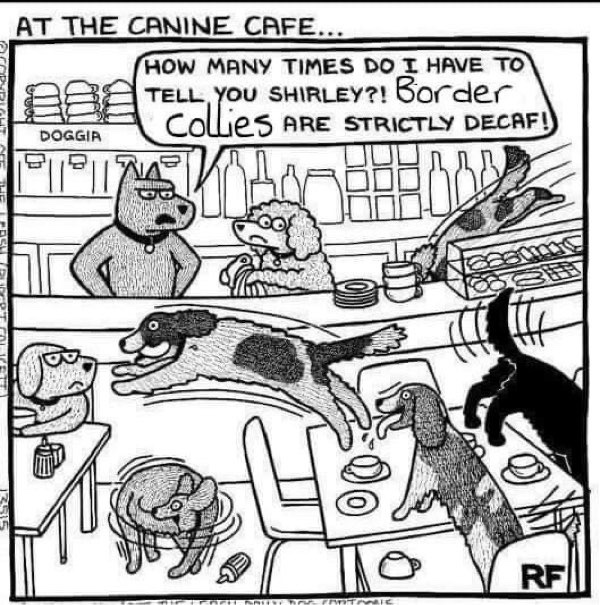 Whimsical cartoon of a dog café with border collies, decaf coffee, and playful dog interactions.