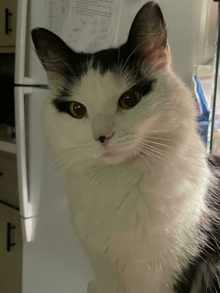 Elegant white and black cat with amber eyes in cozy home kitchen setting.