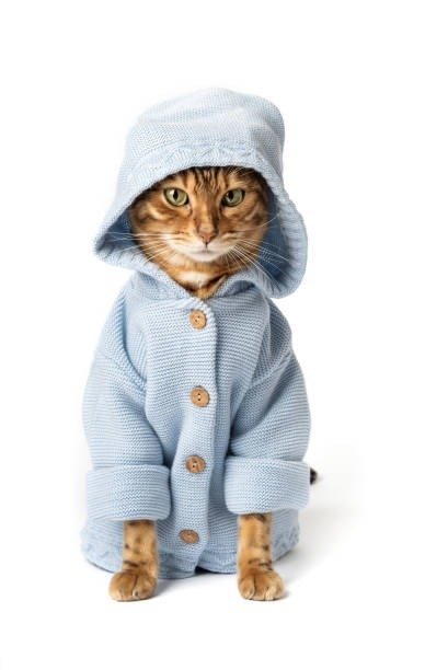 Adorable Bengal cat in cozy blue knitted hoodie with large buttons against a white background.