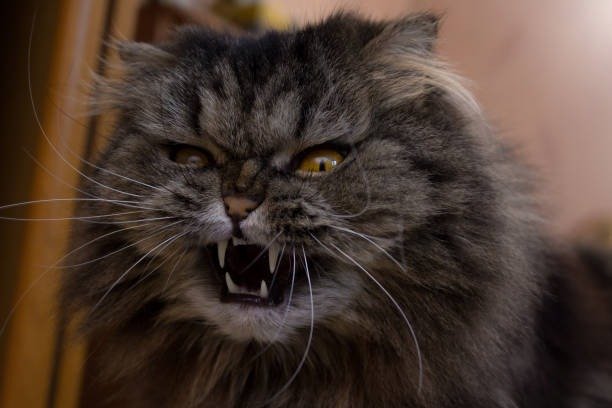 Fierce Persian cat snarling with bright yellow eyes and long, unkempt gray fur.