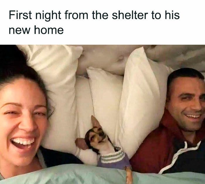 Happy couple with their new shelter dog in a cozy bedroom.