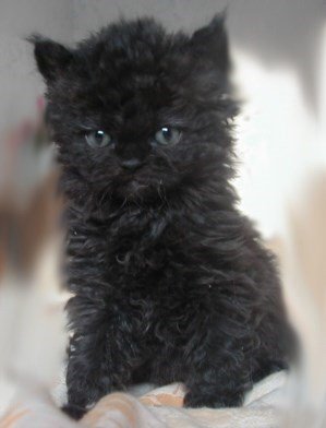 Adorable black kitten with curly fur and bright blue eyes, showcasing playful and alert feline charm.