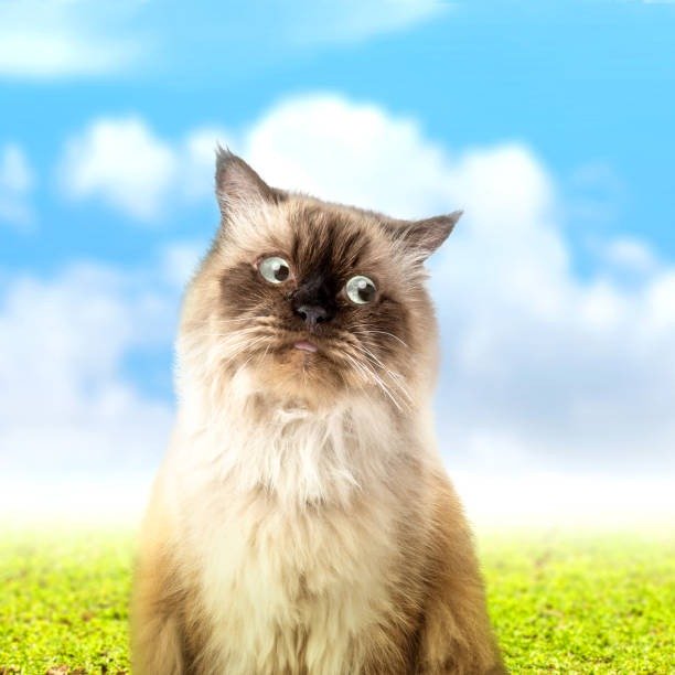 Whimsical fluffy cat with bright eyes and playful expression in lush green field under blue sky.