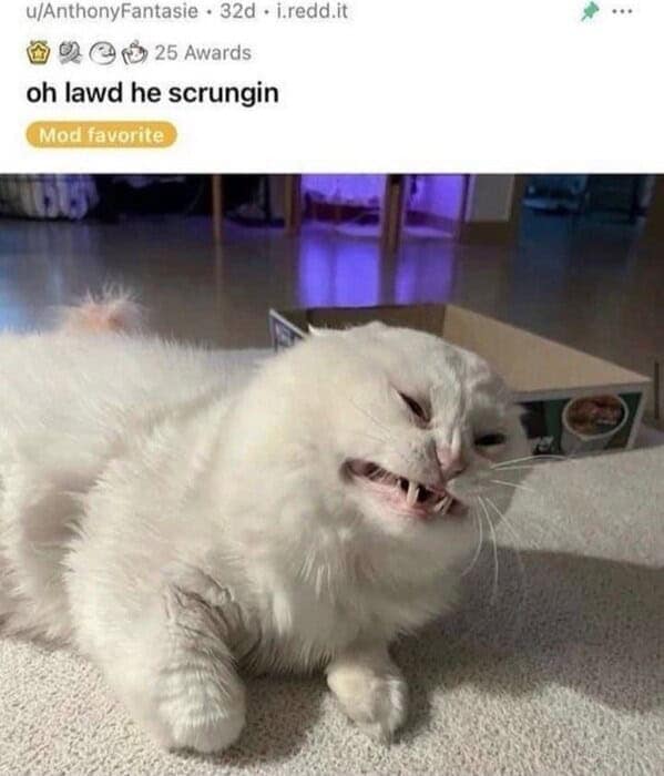 Funny white cat with a scrunched face lounging in a cozy home.