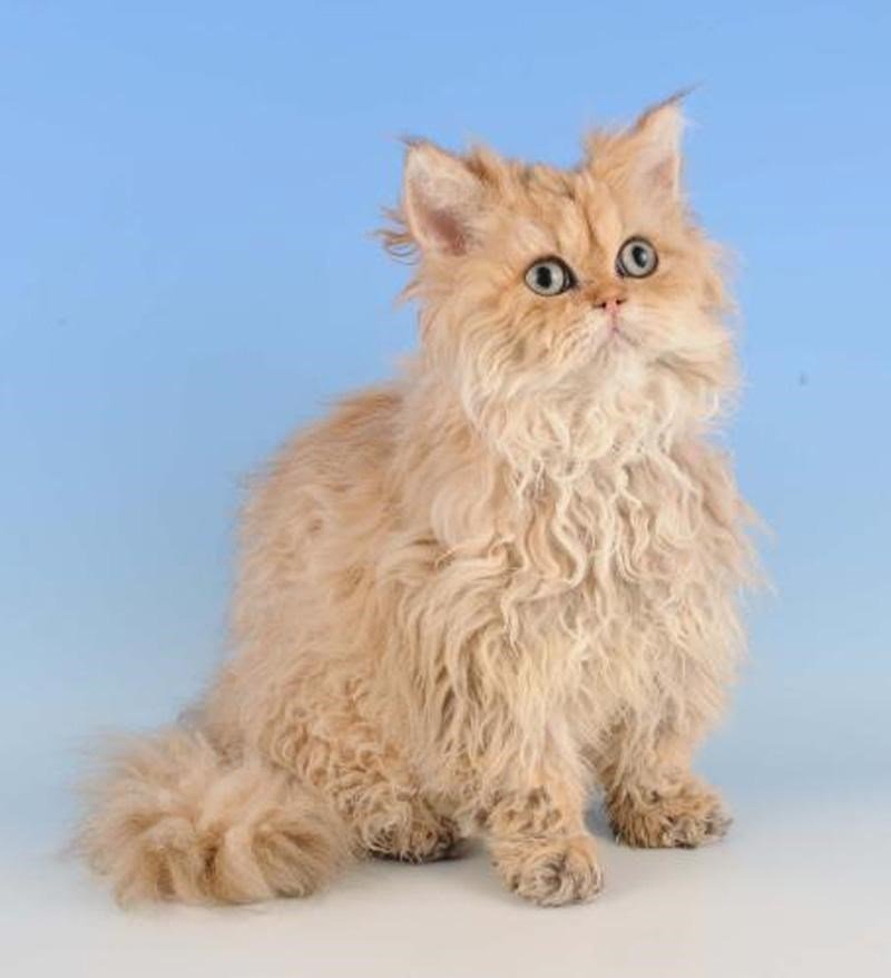 Playful cream-colored curly cat with gray eyes sitting on a soft blue background.