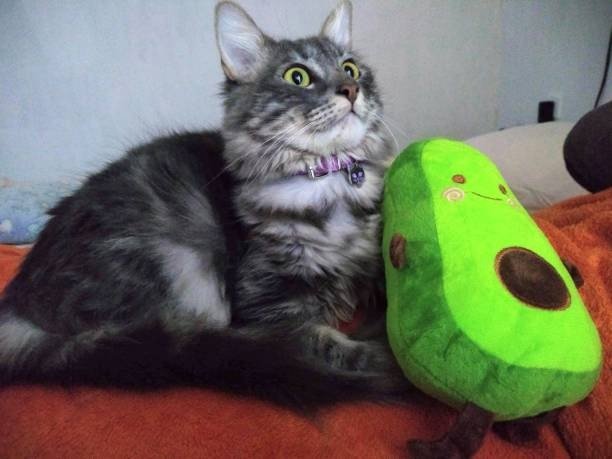 Fluffy gray cat with green eyes and avocado toy on cozy orange blanket.