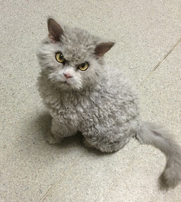 Curly gray fluffy cat with yellow eyes sitting on a polished stone surface.