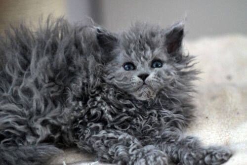 Adorable fluffy gray kitten with curly fur and bright blue eyes relaxing on a soft blanket.