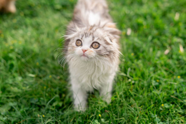 Playful fluffy white and gray cat exploring lush green grass in a sunny garden.