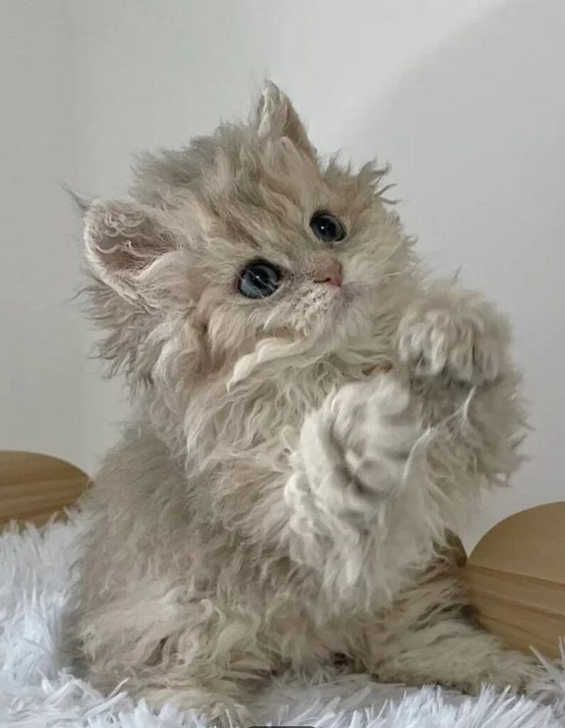 Cute fluffy beige kitten playing on soft white surface with expressive eyes and playful posture.
