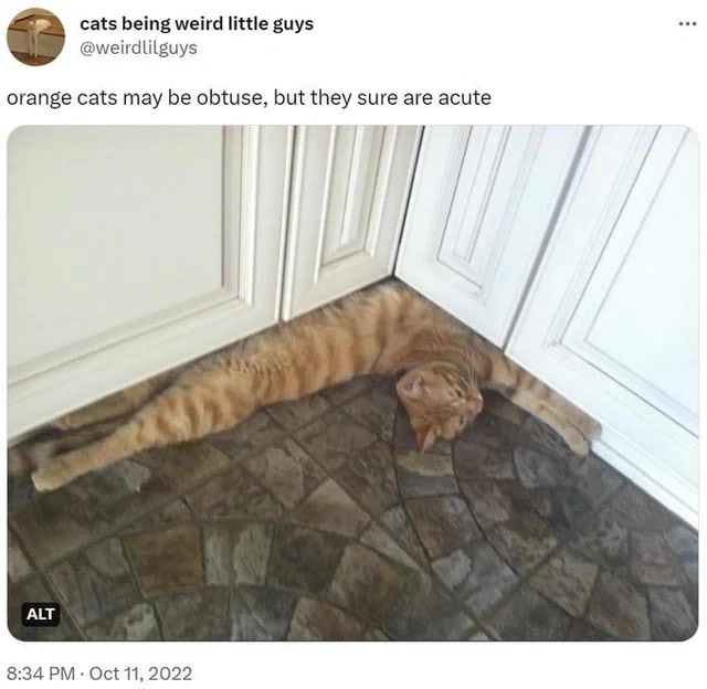 Cute orange cat relaxing in a cozy kitchen corner on tiled floor.