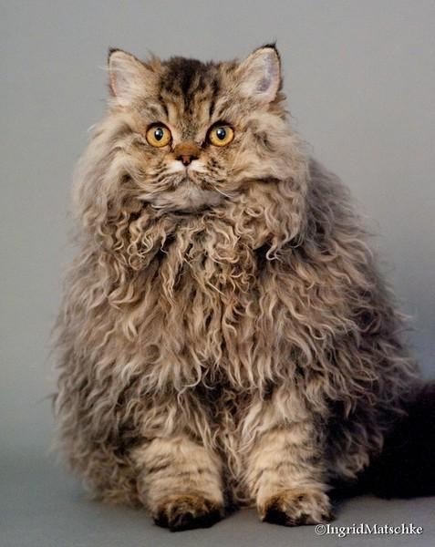 Fluffy tabby cat with amber eyes, regal posture, and soft textured fur.