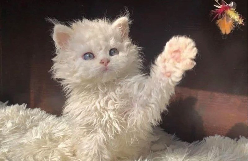 Adorable white fluffy kitten playing with colorful feather toy on cozy wooden background.
