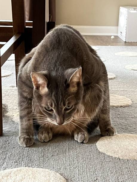 Curious gray cat crouching on colorful rug in cozy indoor home setting.