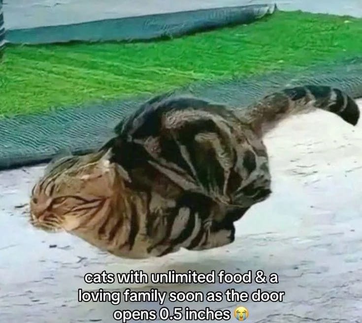 Humorous image of a chubby, striped outdoor cat with a playful, exaggerated pose and relaxed surroundings.