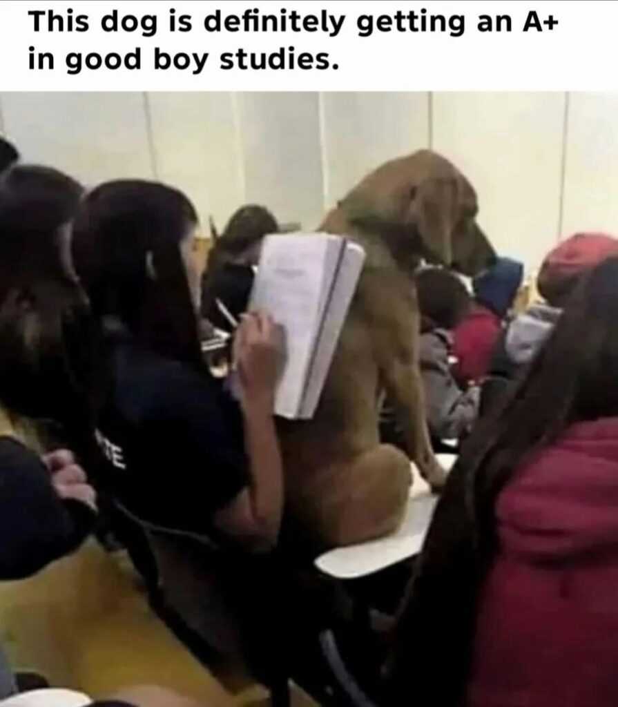 Cute classroom dog sitting on desk with students, adding humor and warmth to study session.