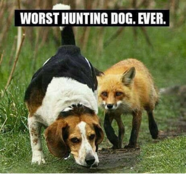 Humorous image of a beagle and fox with caption Worst Hunting Dog Ever in nature.