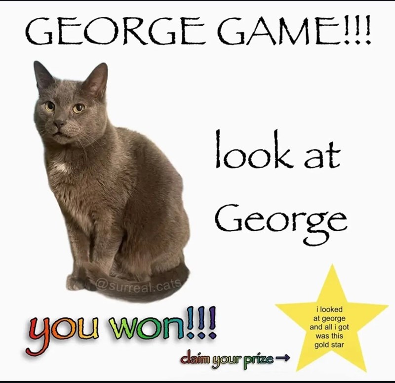 Humorous image of George the gray cat with playful text and rainbow star reward.