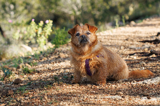 Cute golden dog sitting on gravel path in lush, sunny natural landscape with wildflowers.