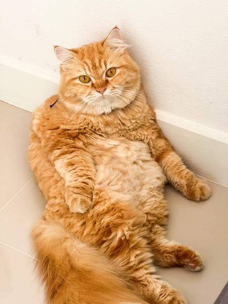 Fluffy orange tabby cat lounging on white tiles with curious golden eyes.