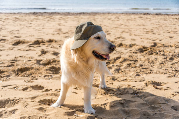 21 Lovely Dogs for Sun, Jul 27