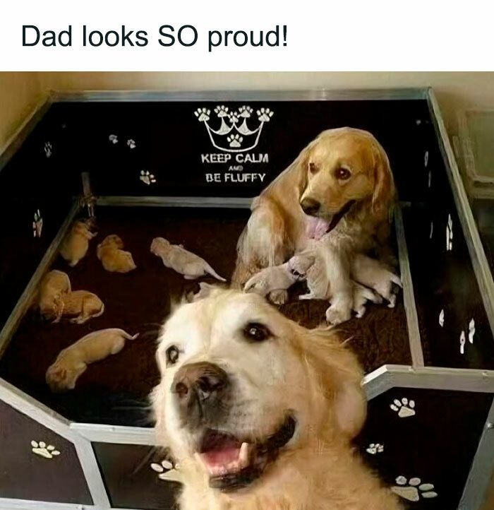 Happy golden retriever with playful puppies in a cozy, paw-print decorated whelping box.