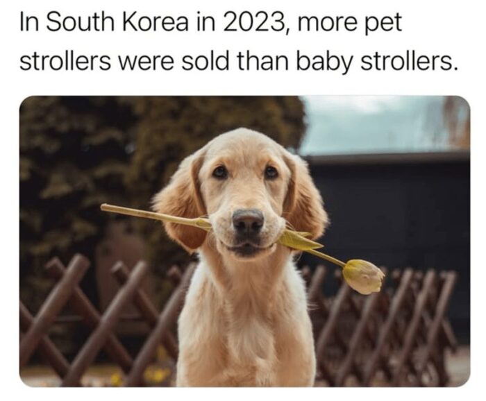 Golden retriever with a flower and a humorous pet trend statistic in South Korea 2023.