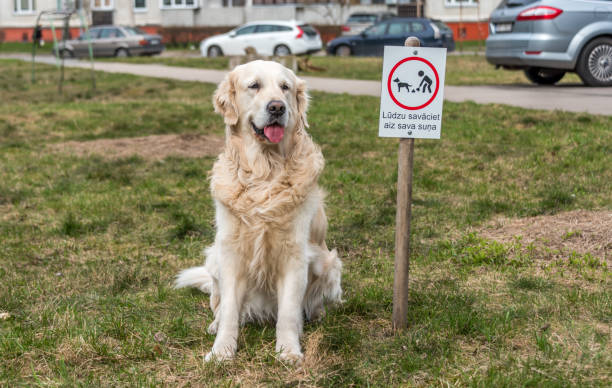 Friendly golden retriever near pet cleanup sign in a green park community area.