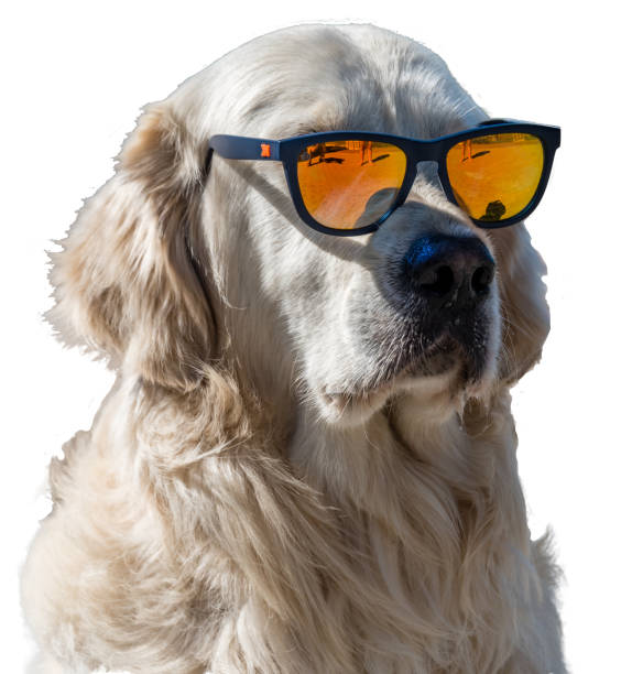 Happy golden retriever wearing stylish sunglasses on a sunny day.