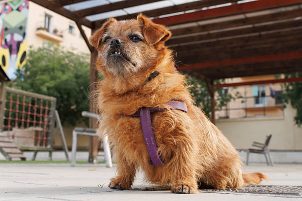 Small reddish-brown scruffy dog with purple harness in urban park with graffiti and outdoor furniture.