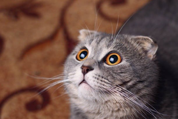 Adorable gray cat with golden eyes on cozy patterned carpet.