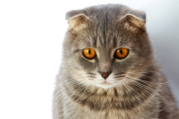Close-up of a adorable folded-ear gray cat with vibrant orange eyes and plush fur on white background.