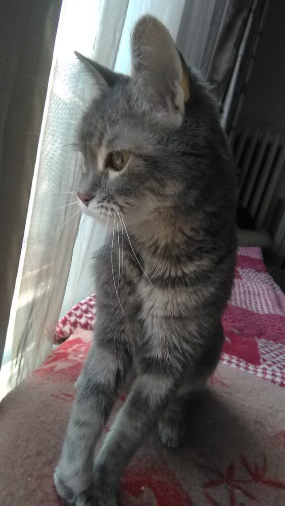 Elegant gray cat gazing out of window in cozy home with warm natural light.
