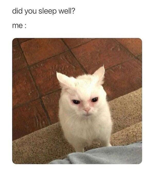Cute white cat with an annoyed expression, waking up after sleep, for funny pet and morning meme.