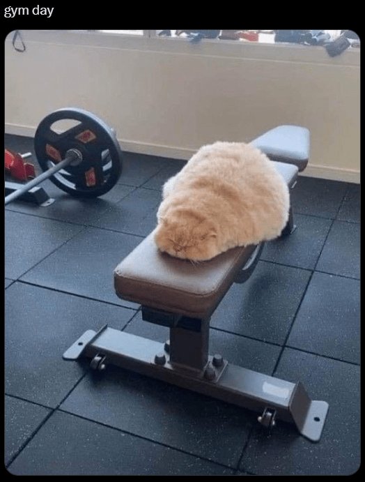 Relaxing cat on gym bench with weights and fitness equipment in modern fitness center.