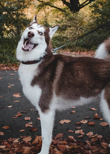 Playful Siberian Husky enjoying autumn leaves during a joyful outdoor walk.