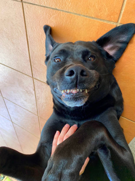 Joyful black dog playing on tiled floor with a human hand and bright, expressive eyes.