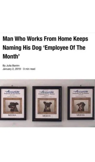 Humorous pet recognition: dog Meeka as Employee of the Month in a home office setting.