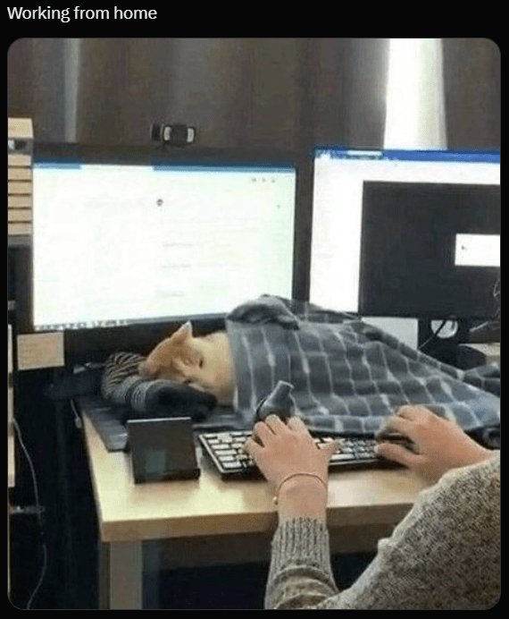 Remote work with a cat cozy at home, laptop, monitors, and casual comfort.