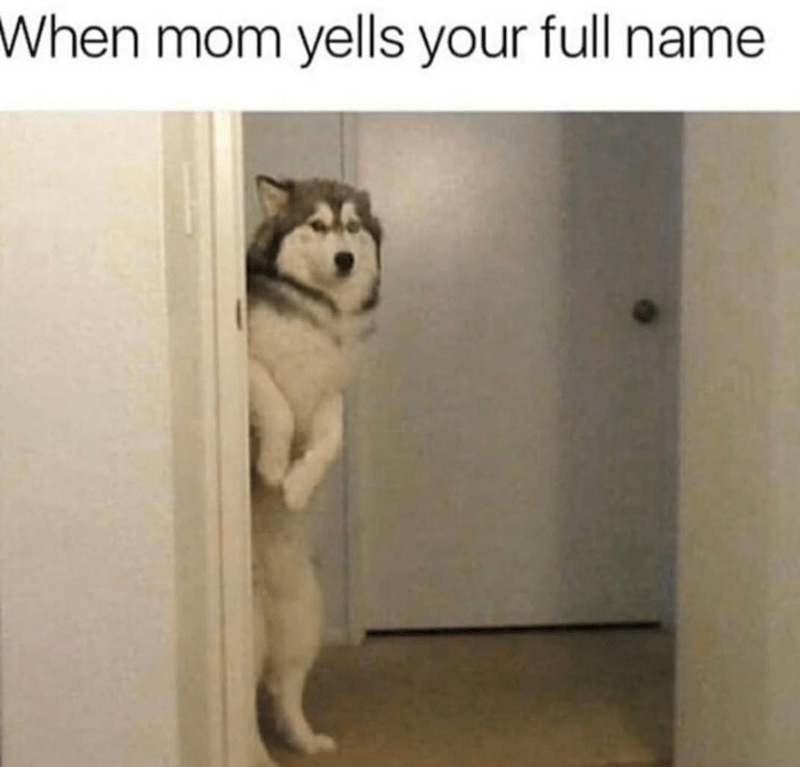 Cute Husky peeking through door when Mom yells full name, funny pet reaction to discipline.