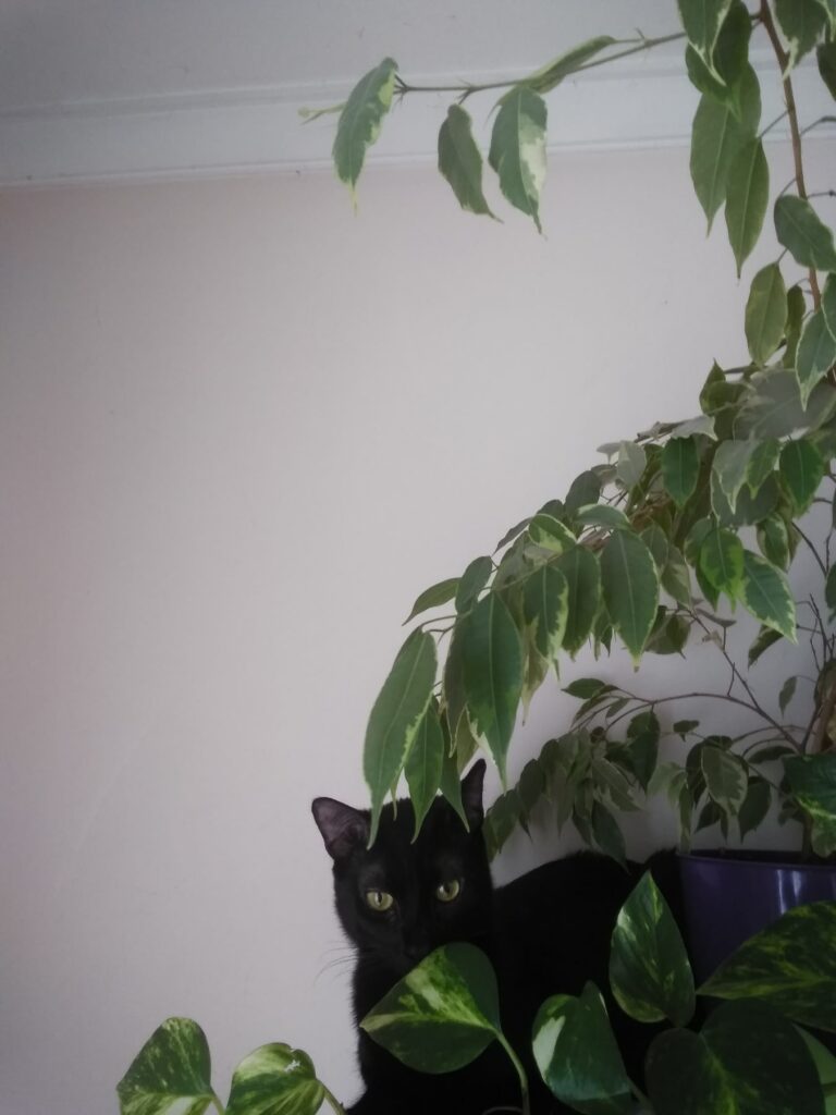 Black cat with green plants and pink wall in a cozy indoor garden scene.