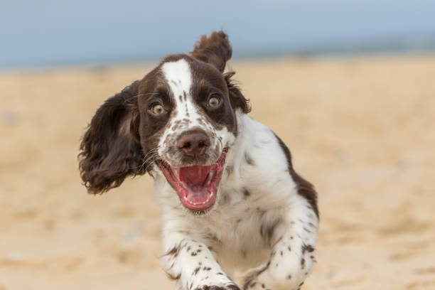 Happy dog running on sandy beach with joyful expression and scenic ocean background.