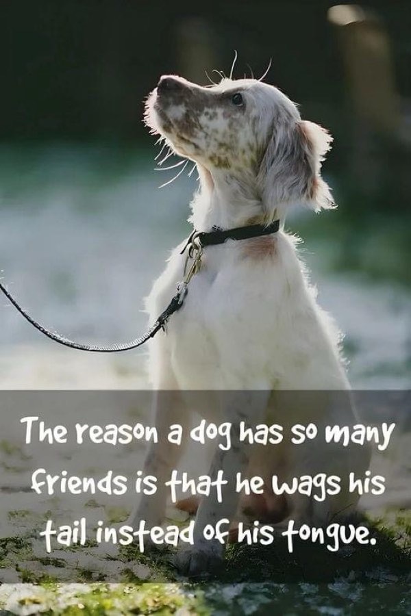 Happy dog with a wagging tail in a sunny park, symbolizing friendship and joy.