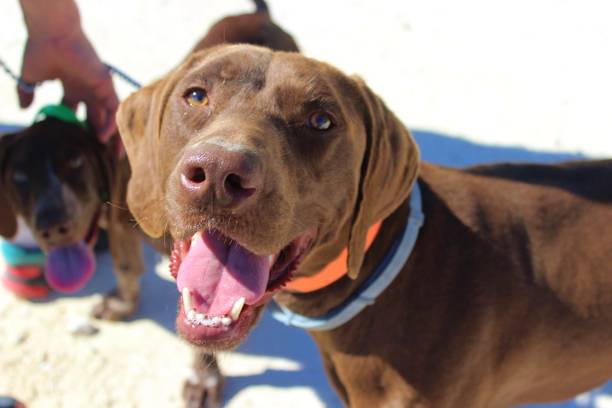 Happy chocolate Labrador dogs playing on the beach with sunny outdoor fun.