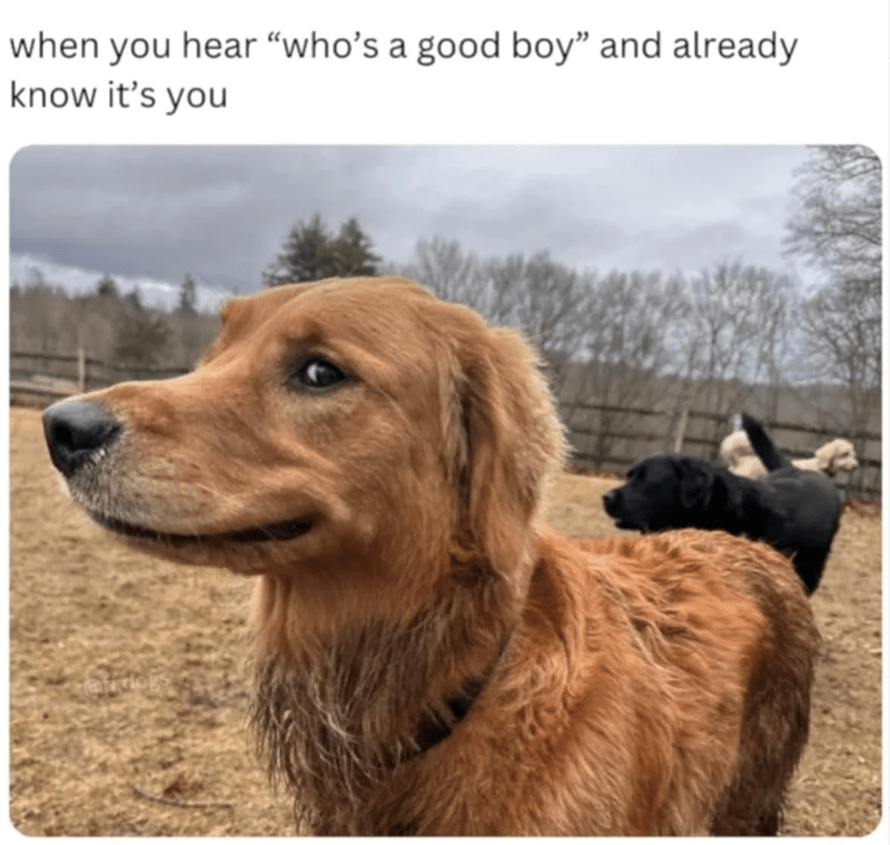 Happy golden retriever playing outdoors with friends under cloudy skies.