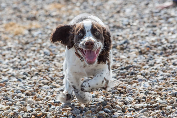 Happy Springer Spaniel running on pebbles outdoors in sunlight, exhibiting playful and joyful energy.